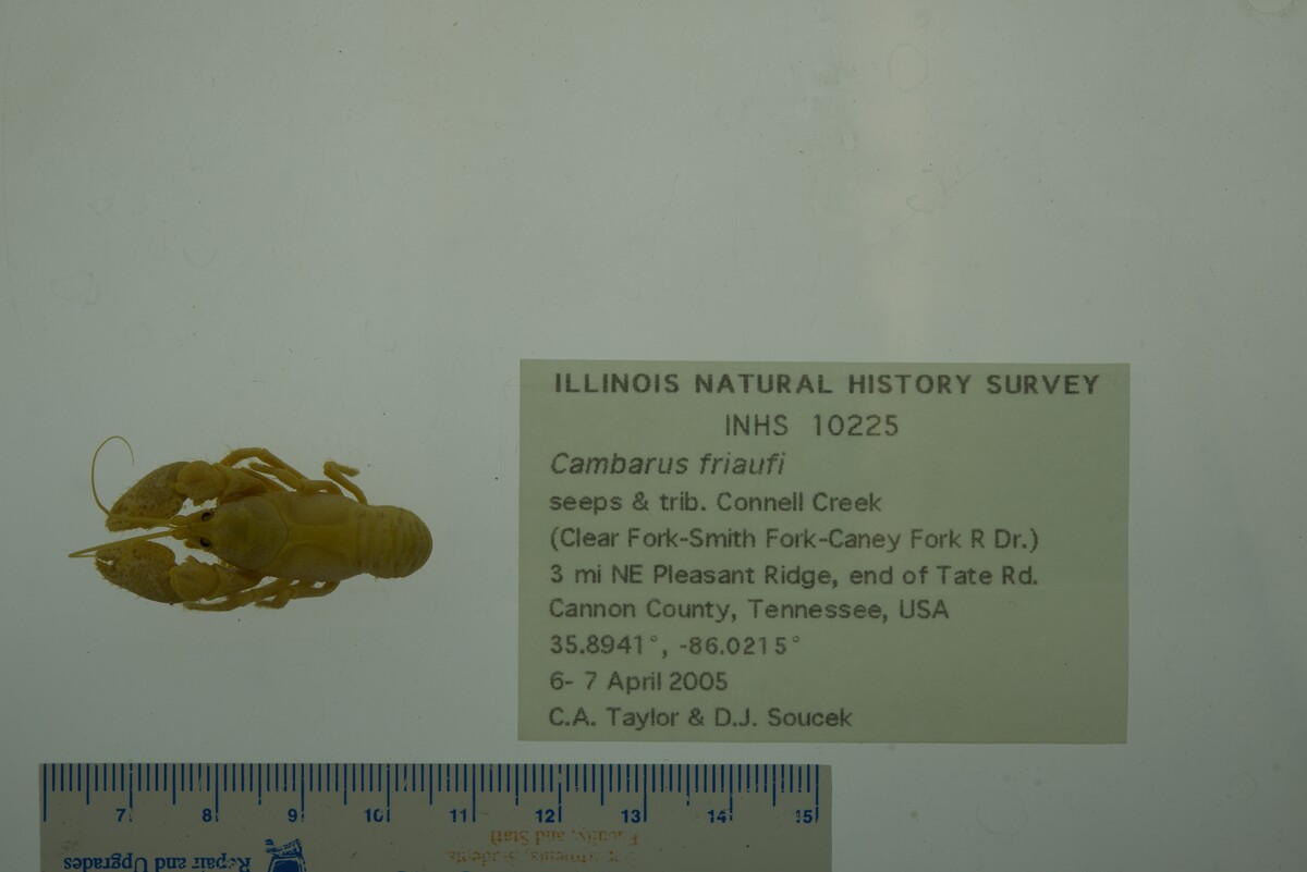 Cambarus friaufi image